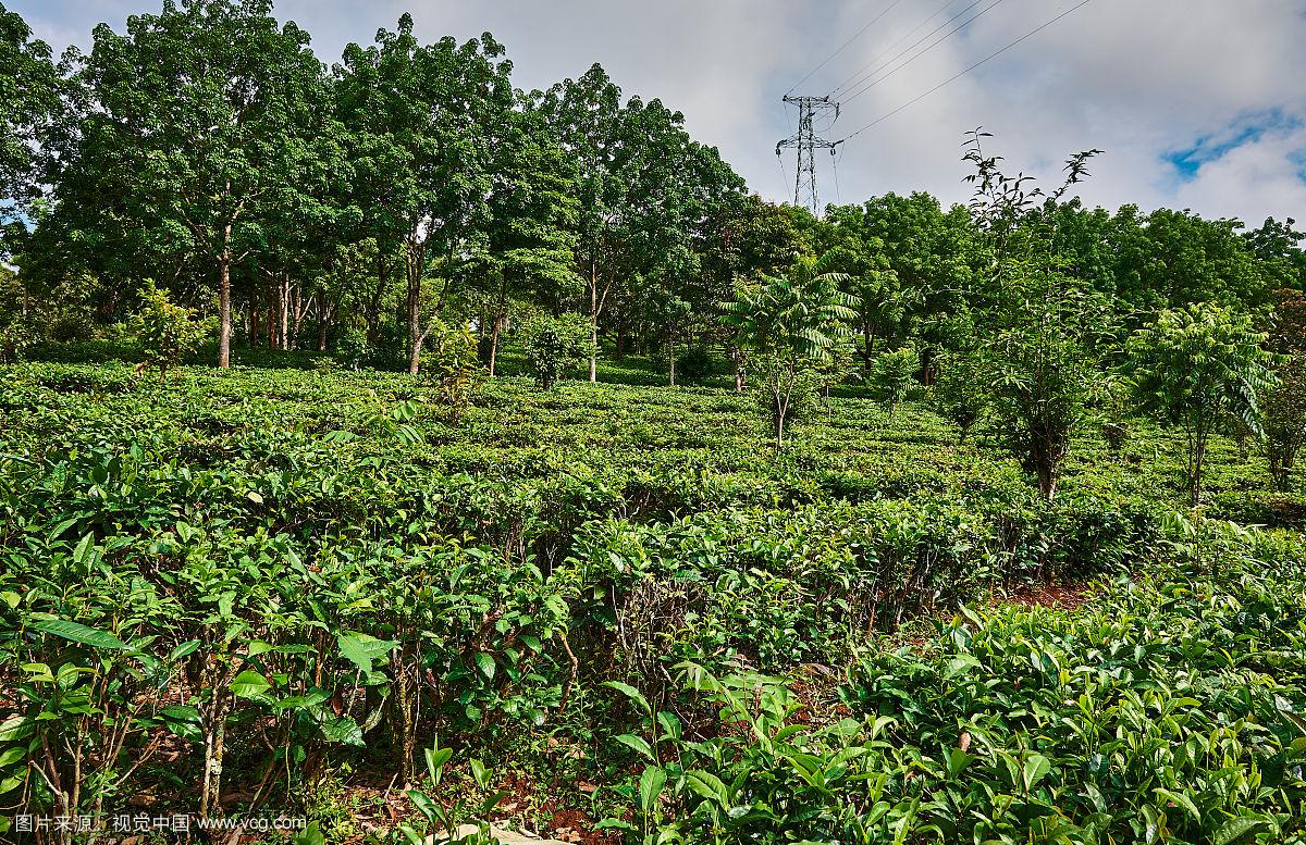 "云南小伙偶然发现金庸笔下无量山洞般的茶山神秘洞穴!&quot