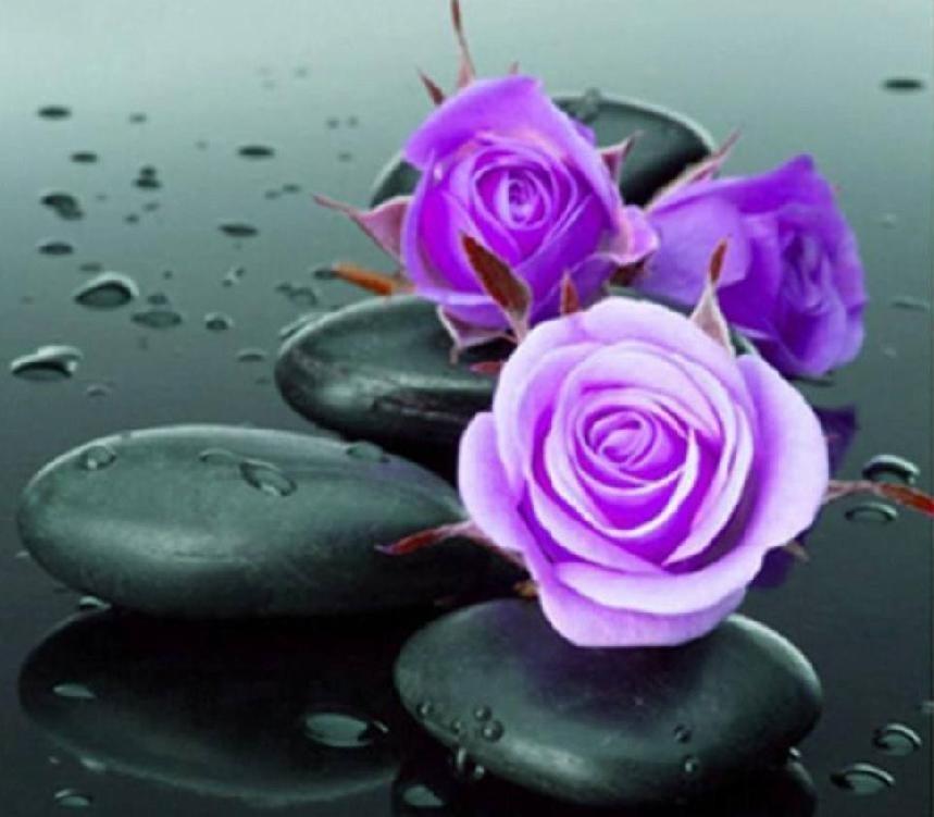 紫色玫瑰代表什么意思（浅谈紫色玫瑰花所蕴含的意思）