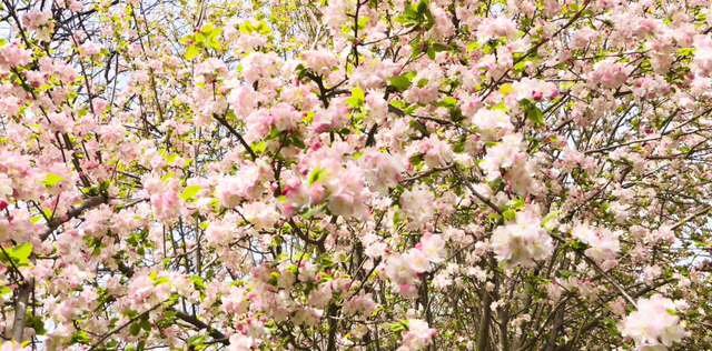 郑州周边免费景点，郑州最近免费旅游景点大全（不出郑州的8个赏花遛娃地）