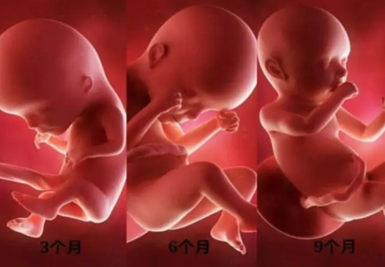 男女胎儿性别区别图图片