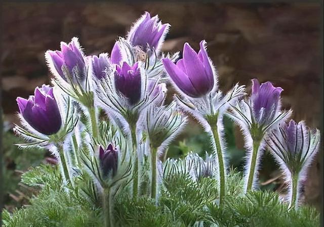 花，花好月圆人长久（72种鲜花欣赏图片）