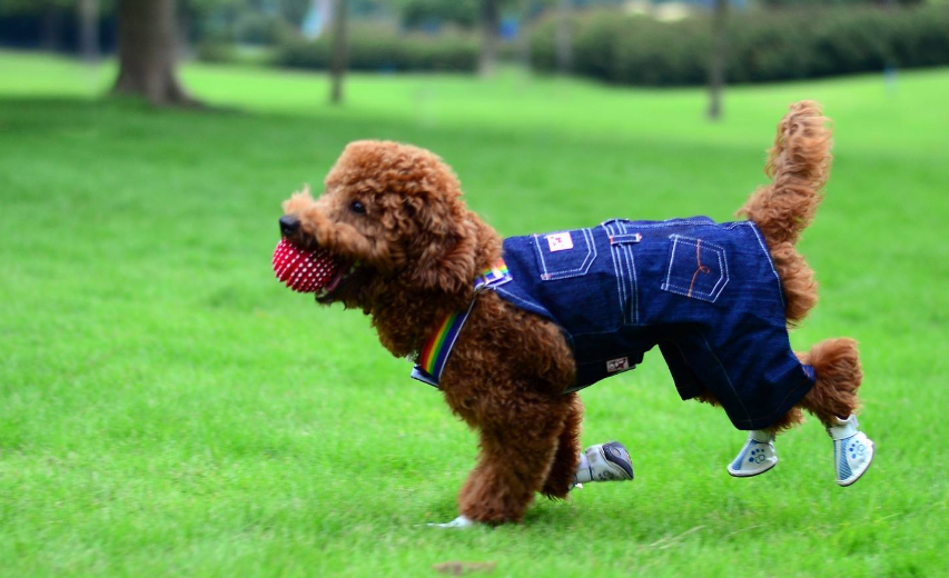 泰迪犬的寿命有多长（泰迪犬寿命排行榜）