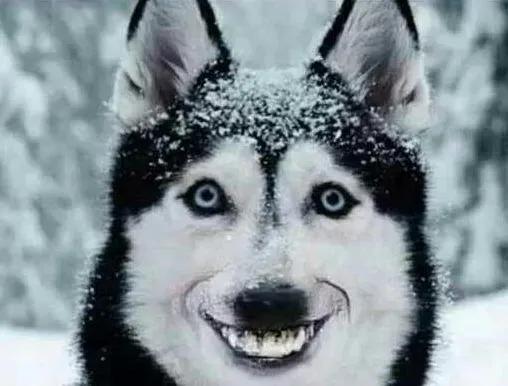 微笑狗为什么吓人？微笑狗图片原图恐怖