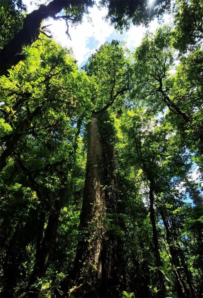 「中国最高树木83.4米 」中国第一巨树首次亮相