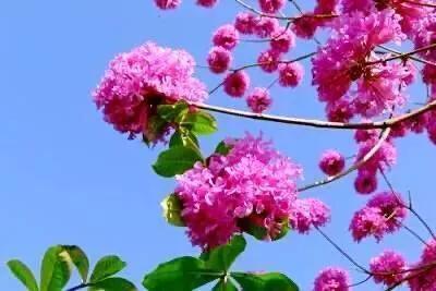 紫花风铃木可以盆栽吗，紫花风铃木北方能成活吗（分享——紫花风铃木）