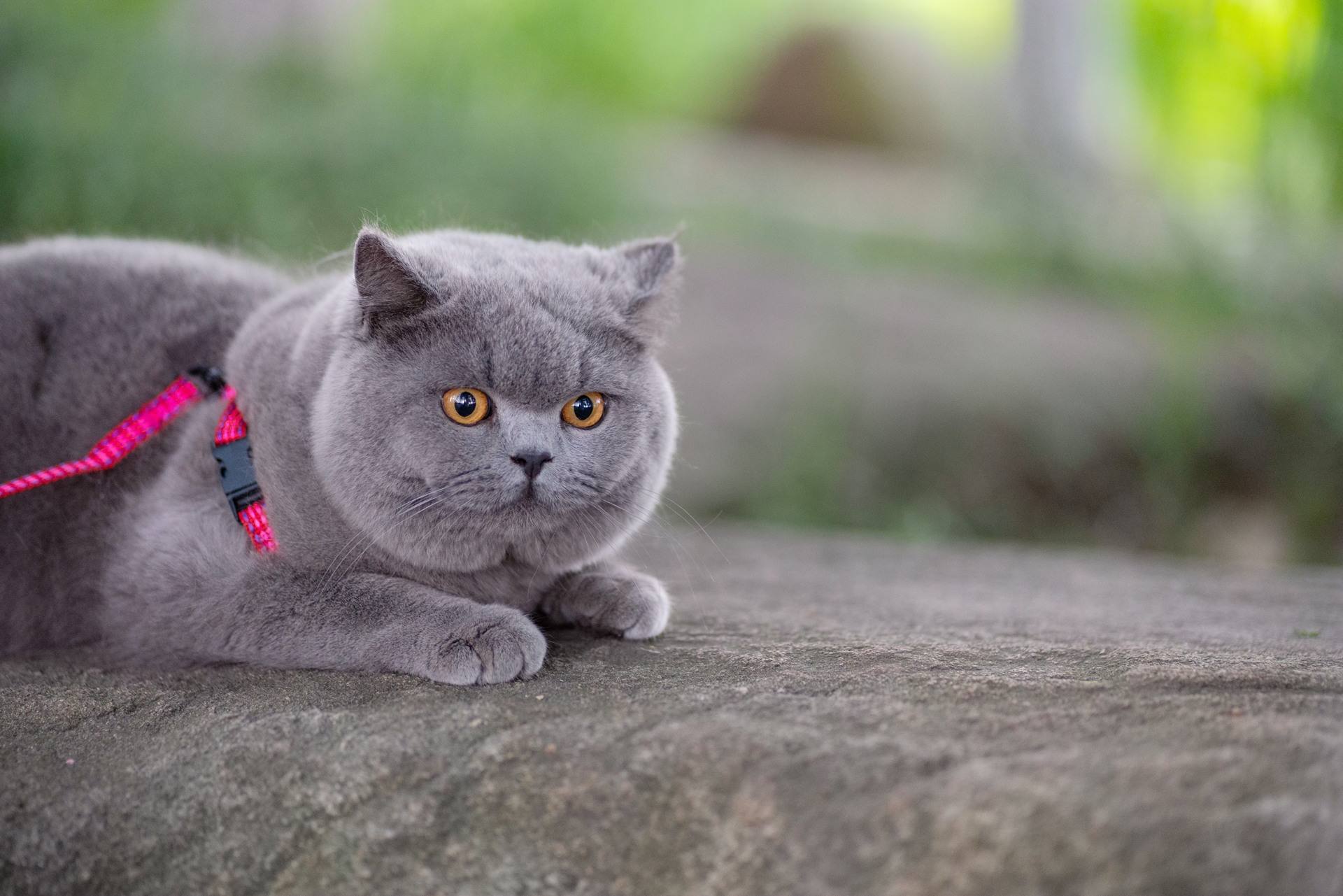 为什么不建议养英短蓝猫呢(蓝猫弃养率这么高,原来有这6个缺点)-第1张