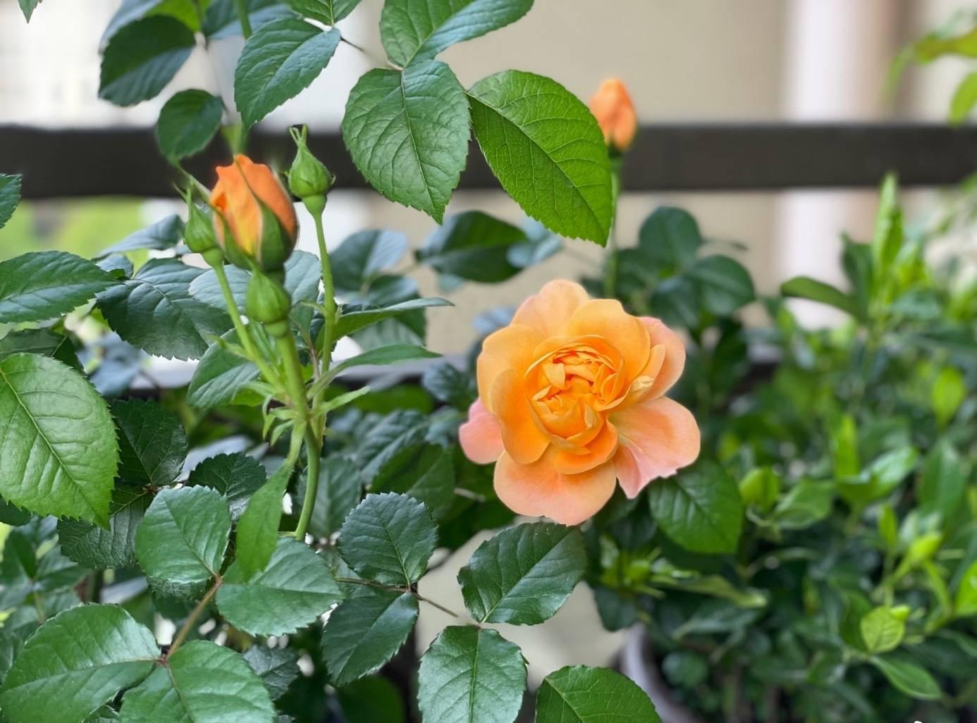 开花期怎么养花(月季开花了之后,做好"3步",叶色浓绿,生长旺盛,花繁叶