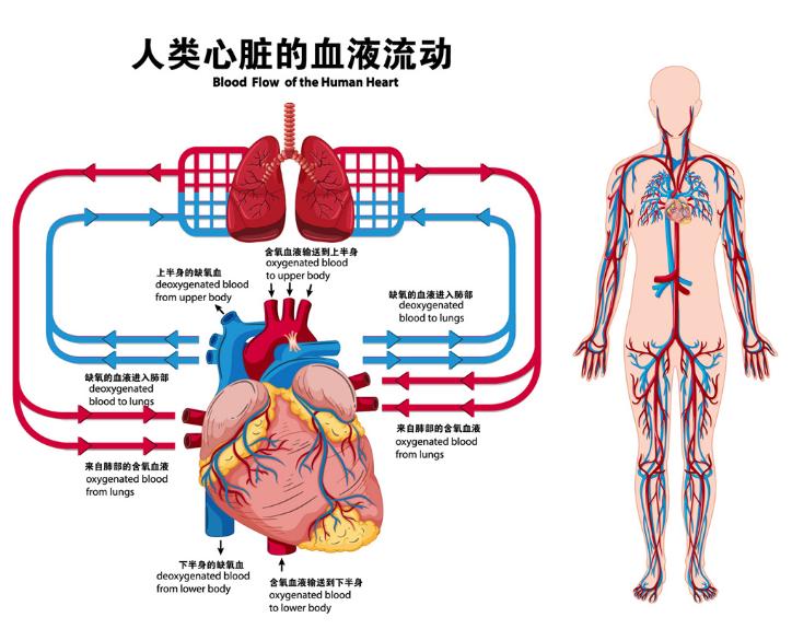 散步是最好的运动方式?那些经常散步的人,身体发生了什么变化?-图3