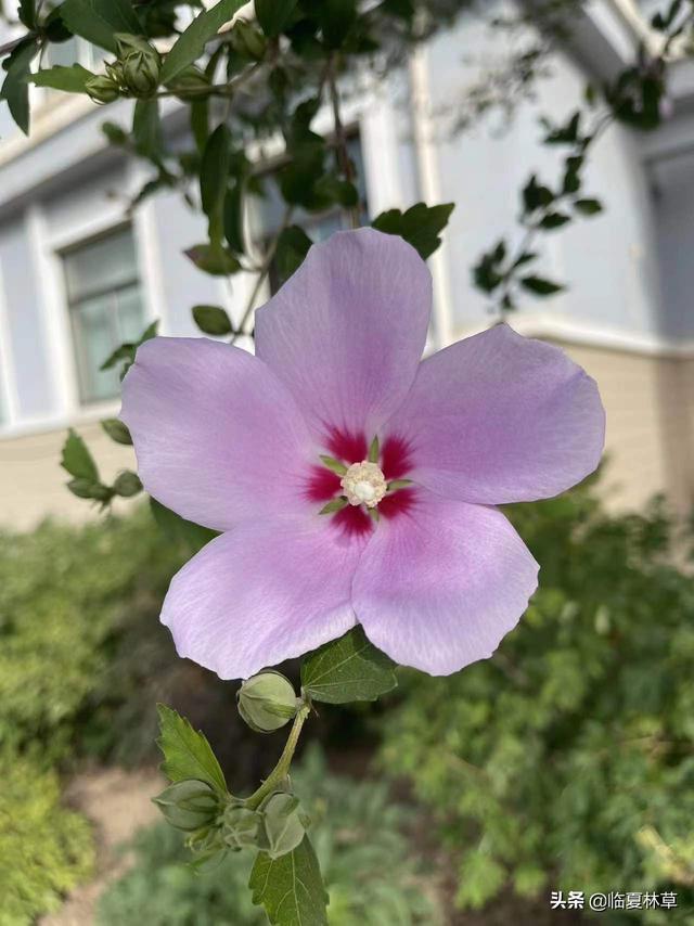 木槿花的寓意及象征，朝开暮落话枯荣