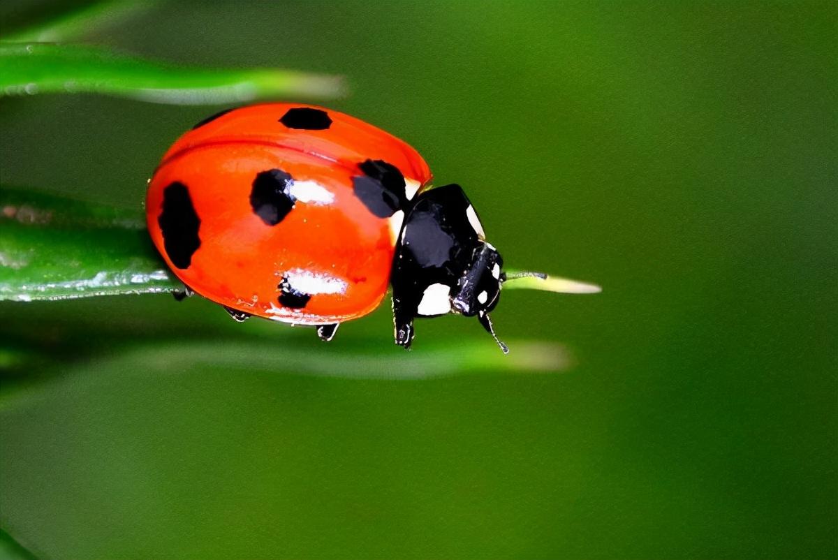 益虫有哪些动物(盘点对人类有益的10种昆虫)