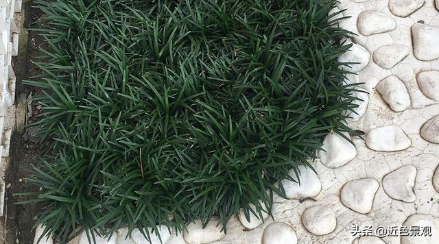 钝叶草（钝叶草），园林绿化中常见草坪植物种类（葎草叶片病害）