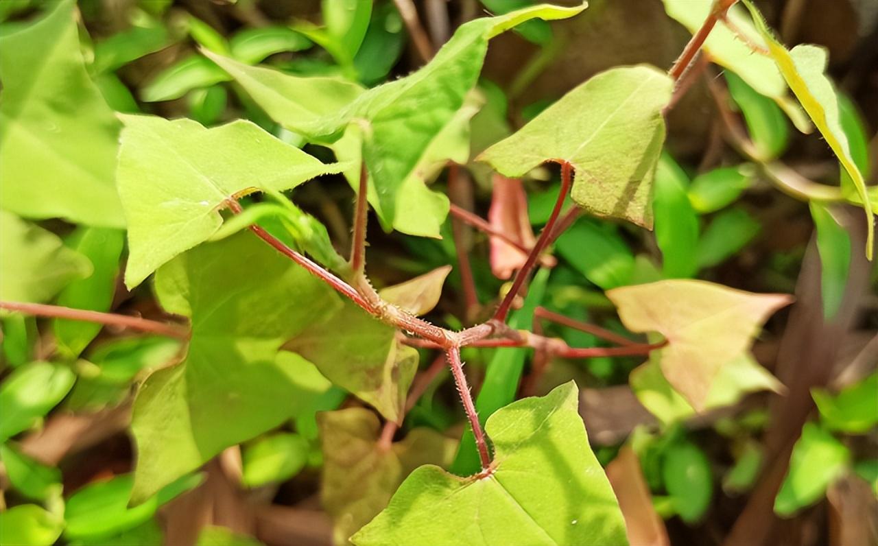敢于同蛇眠",5种对付蛇伤的植物,你认识几种?