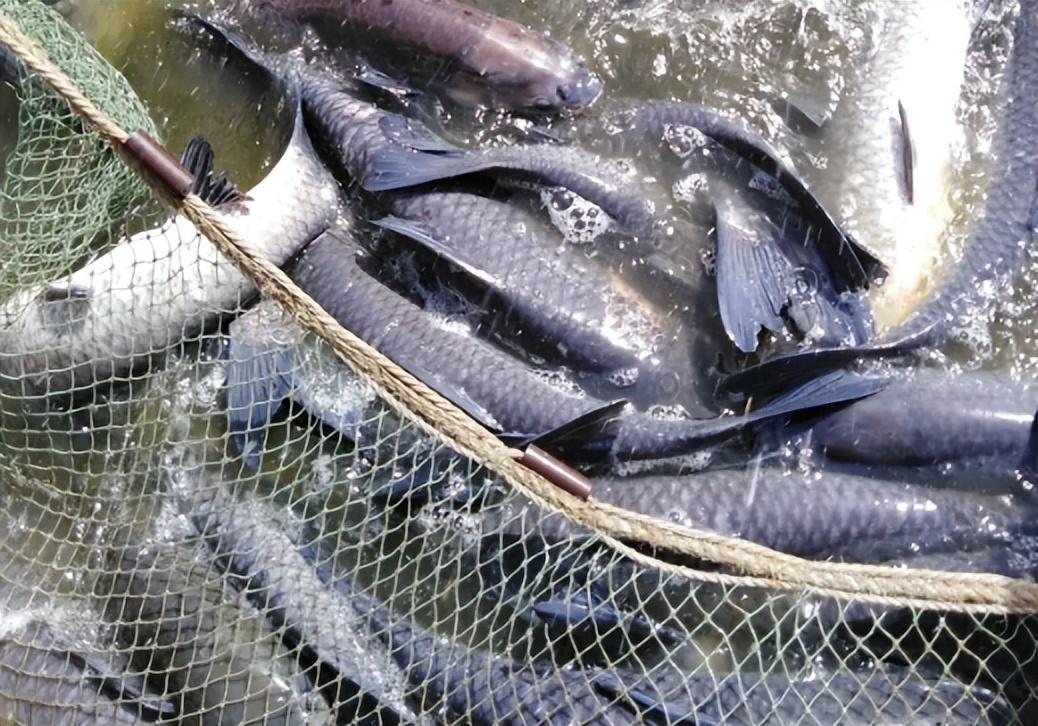 多生活在水域下层,而草鱼的体型较小,其头部较为圆钝,体色呈现茶黄色