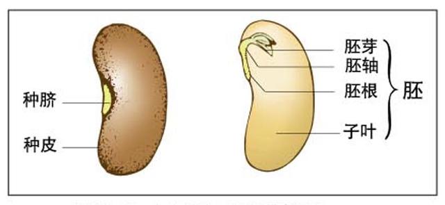 光合作用的公式，初一生物光合作用公式（初中知识点总结——生物篇）