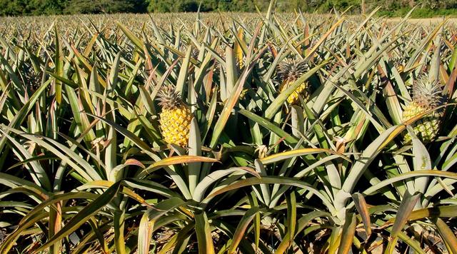 凤梨树和菠萝树的区别，菠萝跟凤梨是一个品种吗（菠萝和凤梨是一回事）