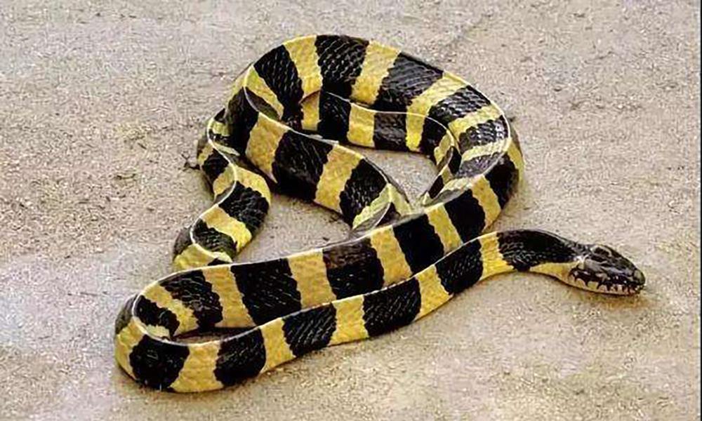 中国十大毒蛇是什么(我国最危险的毒蛇是谁?它又分布在哪些地区呢?