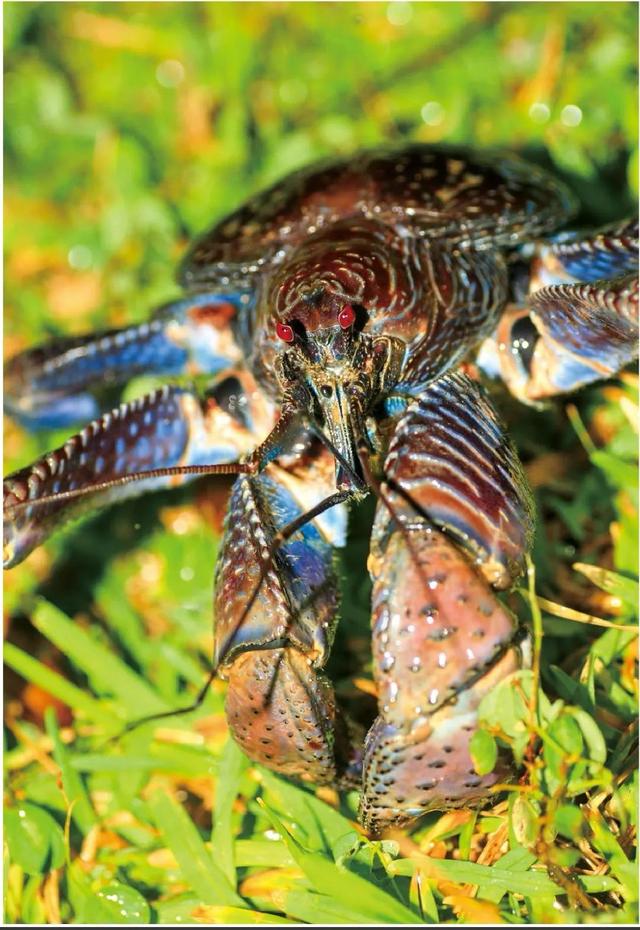 超市买的椰子怎么打开，买回来的椰子如何快速打开（勇猛的椰子蟹是怎样“徒手”开椰子的）