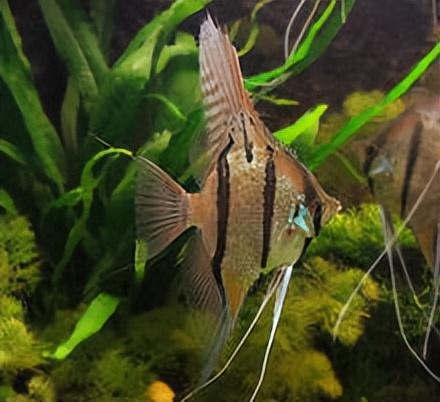 神仙鱼的习性和饲养，神仙鱼，你们认识吗