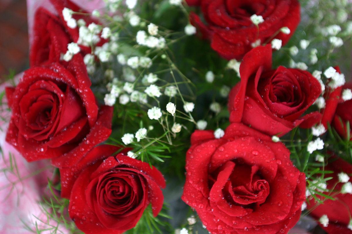 玫瑰花送几朵代表什么（详解不同数量的玫瑰所代表的寓意）