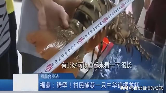 小龙虾属于海鲜类吗，小龙虾是海鲜吗（龙虾：从小龙虾到大花龙）