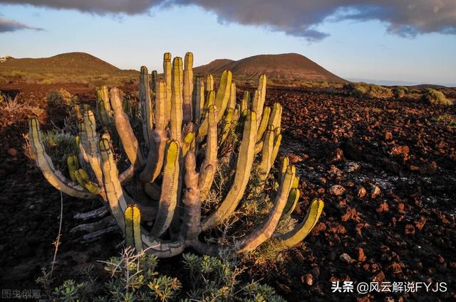 仙人掌用途有哪些，仙人掌有那些用途（仙人掌居然有这么多用处）