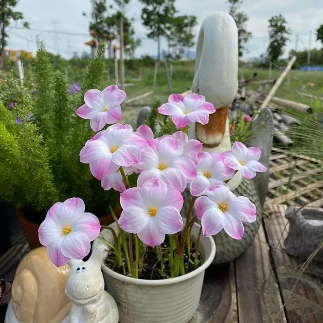 风雨花的花语是什么，风雨花的花语和寓意（做好“1翻3养”）