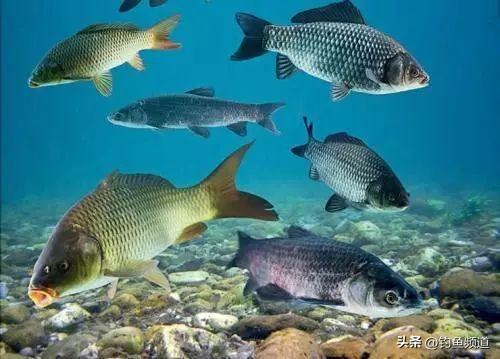 秋季新手必学：打浮钓鱼技巧视频教学，轻松掌握高效垂钓方法