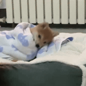 哼唧唧歪歪，微信头像，哼唧唧歪歪（猫猫狗狗表情包/哼哼）