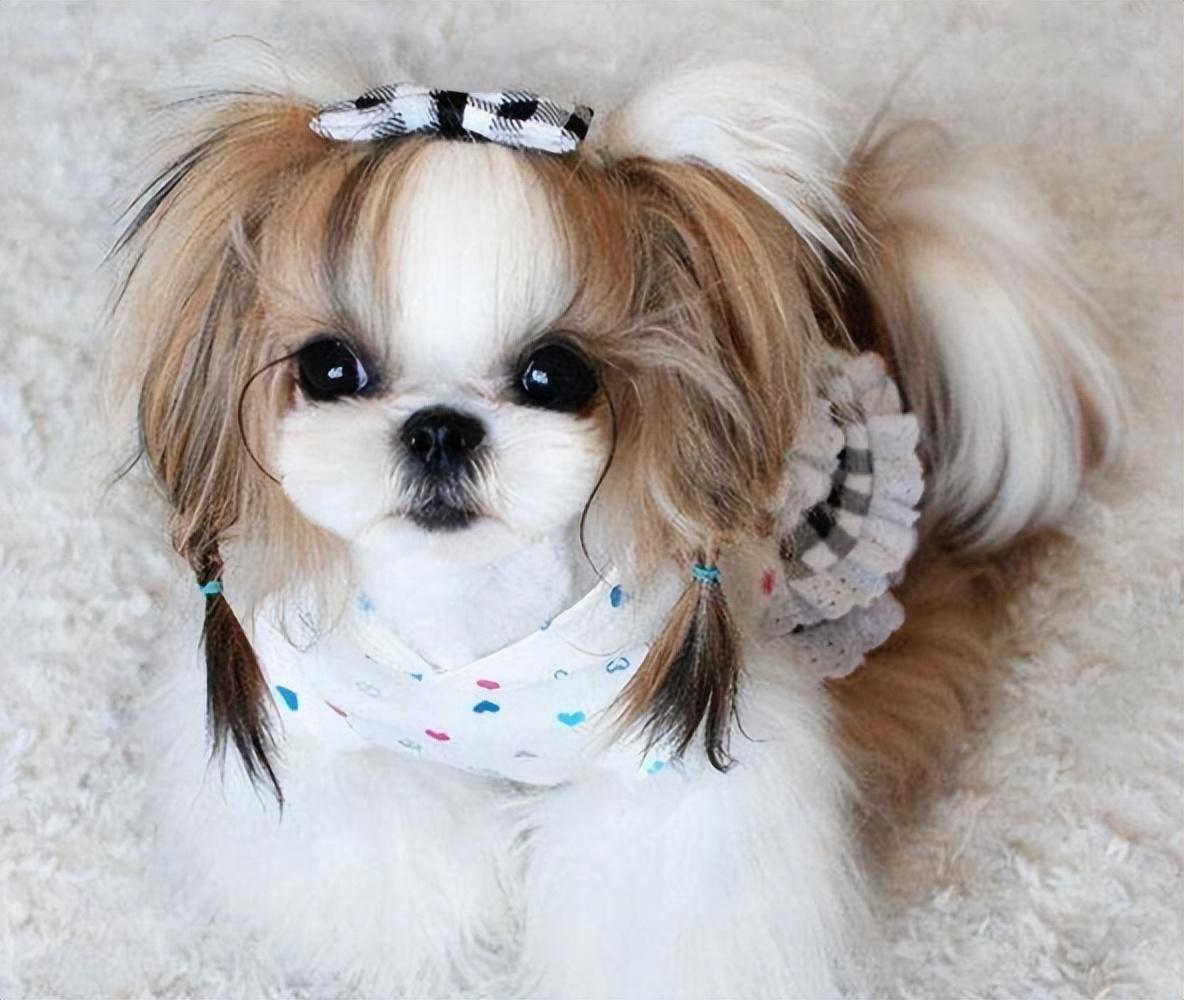 是一种娇小,强健的白色粉扑型的狗.