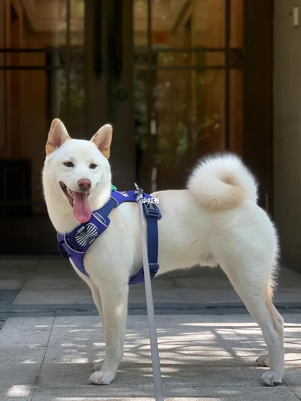 犬闹狗 多少天配狗 闹狗多长时间能带崽