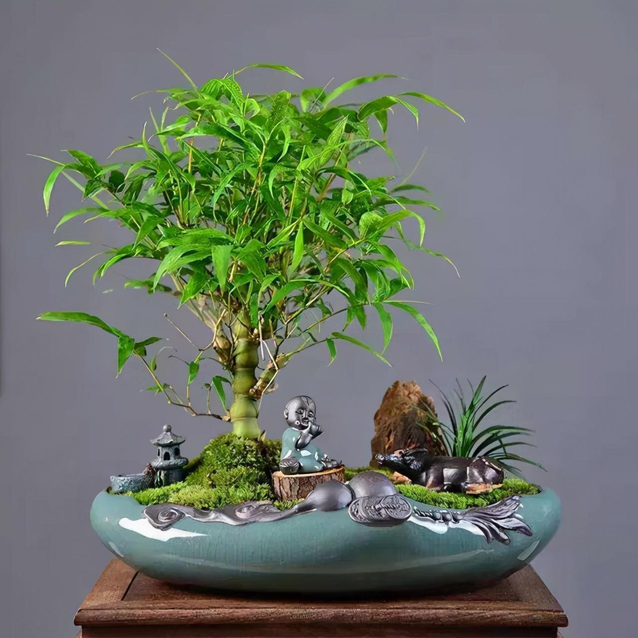 竹子种类大全 名字(家中养"5种竹",富贵不俗,护家祥瑞,好日子节节高升