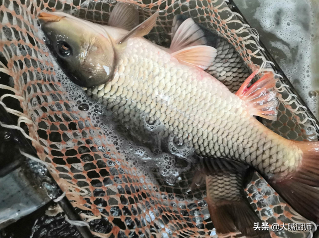 吃鲤鱼鱼籽的禁忌，吃鲤鱼鱼籽的好处和坏处（肚子大的好还是肚子小的好）