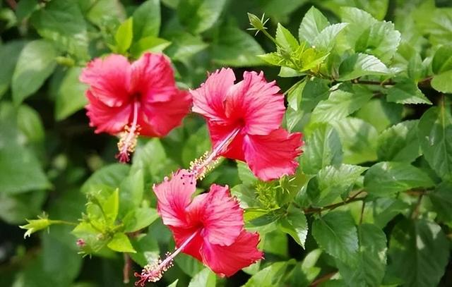 大马猴是什么意思，东北话大马猴是什么意思（古人常说：好男不娶红扶桑）