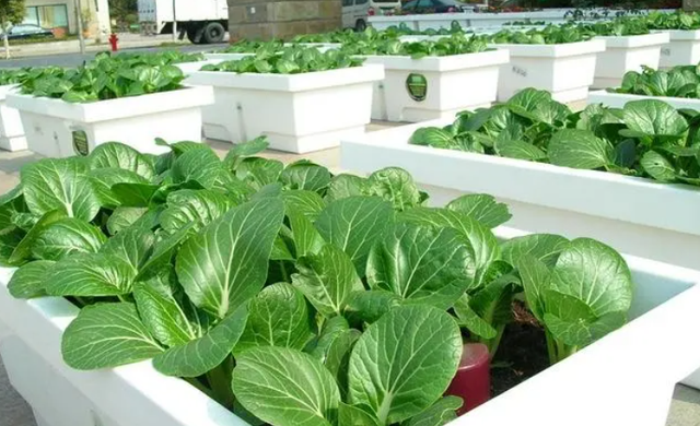 西芹和芹菜的区别，西芹和芹菜的区别图片（10种“省心菜”）