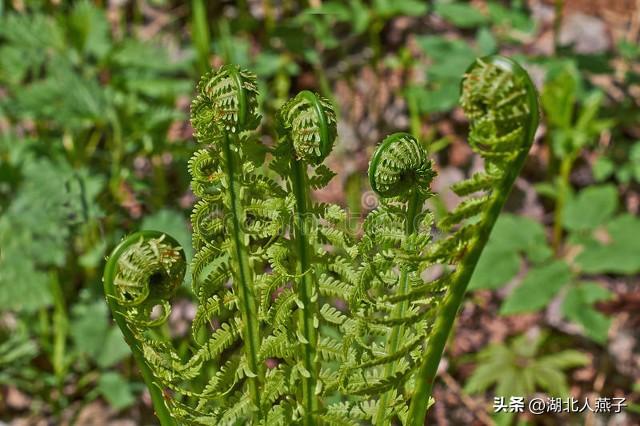 常見蔬菜100zhǒng名稱(最全野菜圖集,66zhǒng野菜辨別圖,教你見識各