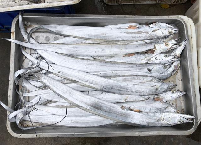 黑角安康鱼，专挑这5种鱼（安康鱼是哪里的鱼）