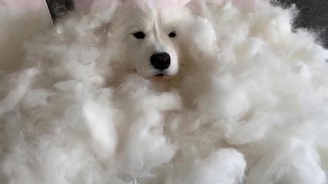 微笑狗是什么，“微笑天使”萨摩耶（微笑狗是什么时候的事啊）