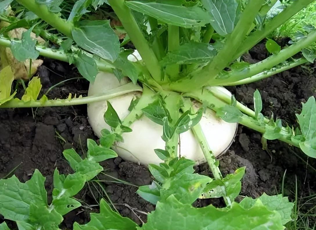 大头菜的球根味辣,不宜鲜食或炒,煮食,一般需经过加工制成盐大头菜.