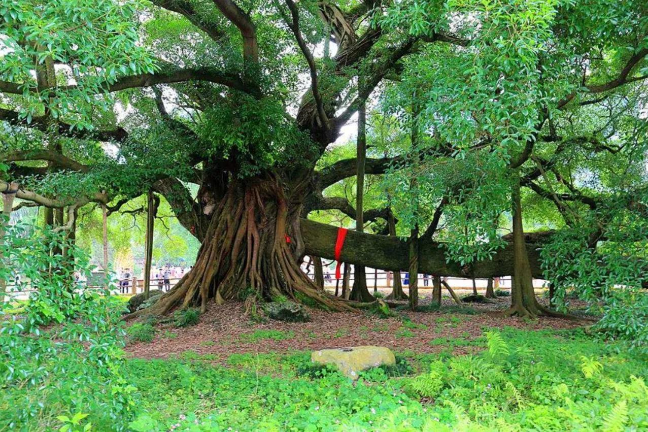 文中描写的天堂,就是位于广东省江门市新会区的一棵大榕树,该榕树的