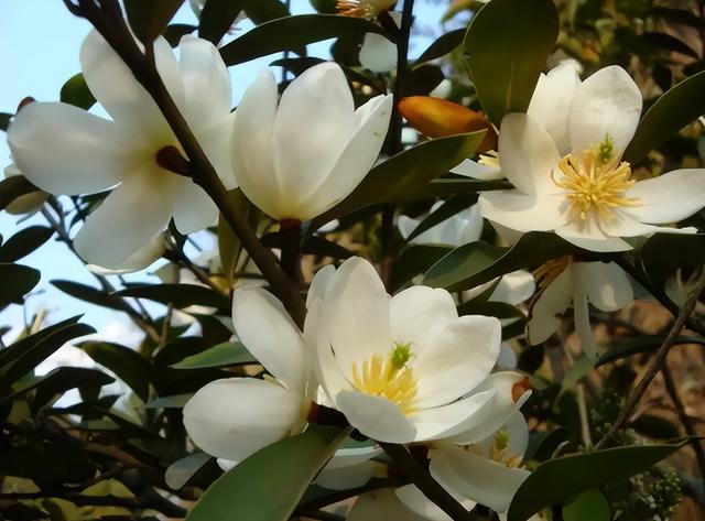 春天的花有哪些，二年级春天的花有哪些（“最香的”15种花）