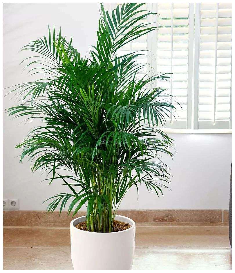 竹子算什么类的树种(6种名字有"竹"的植物,形态飘逸,养护有技巧,养好