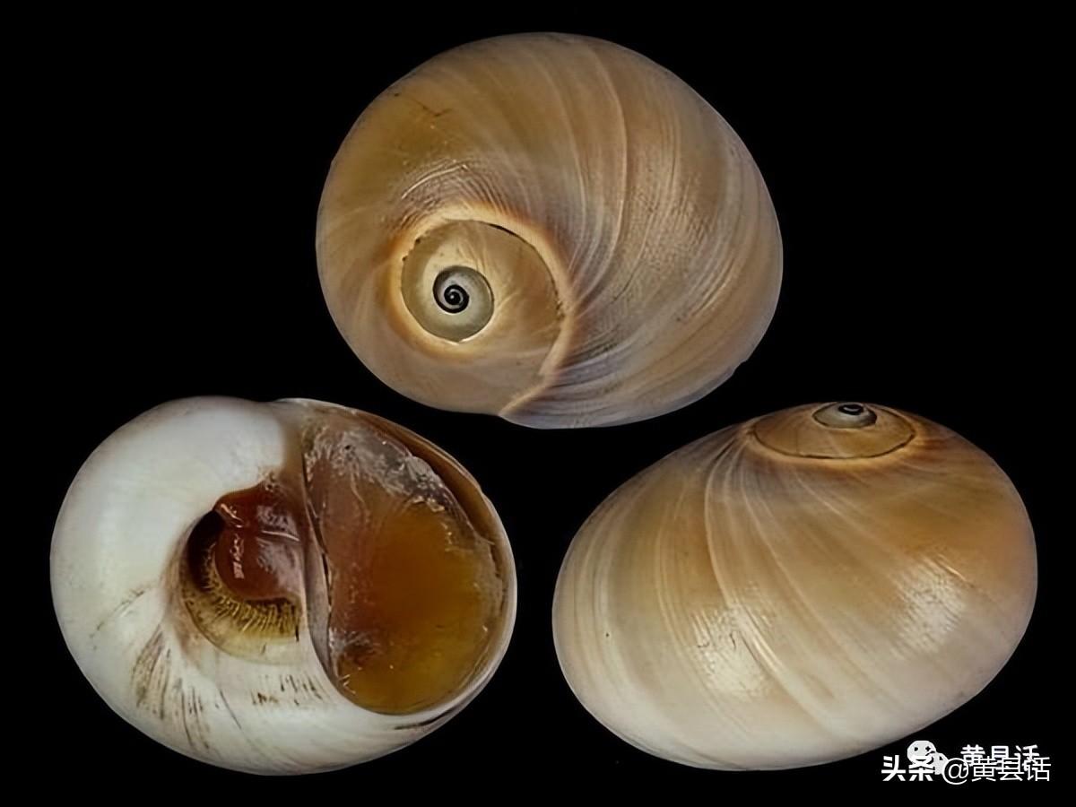 肚脐眼叫什么名字(荸荠,慈姑,肚脐和海中的扁玉螺,带你了解这里面的