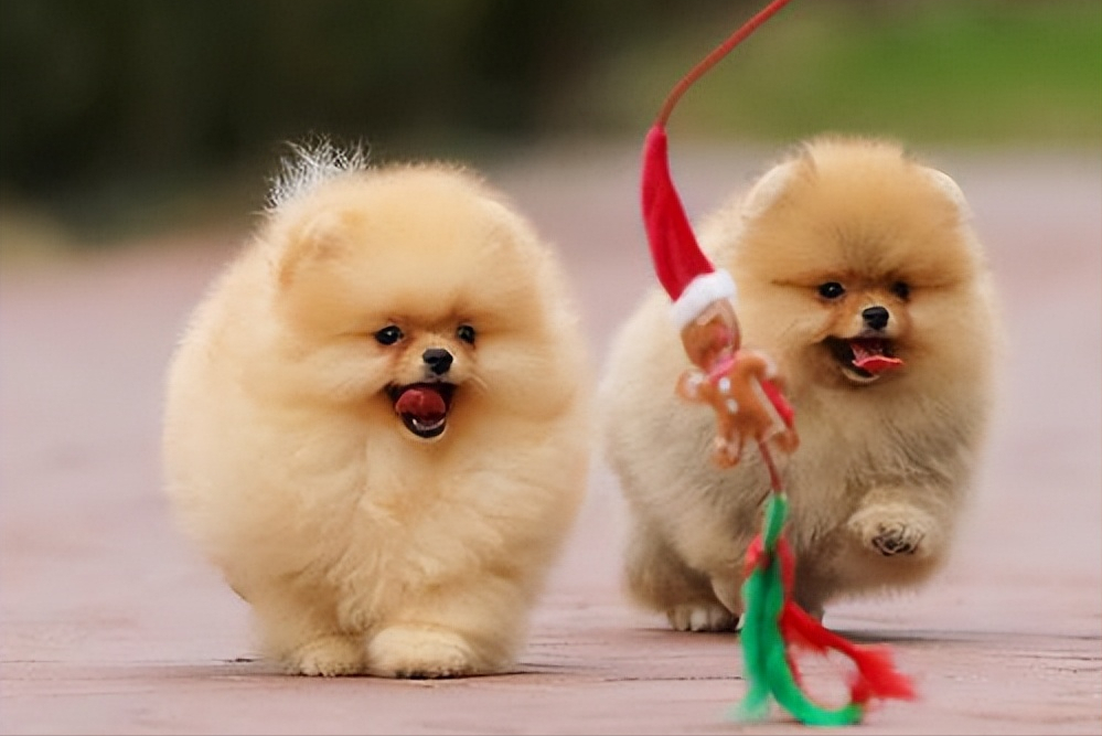 看家小型犬种类(好养又不贵的小型犬,很多人都在养)