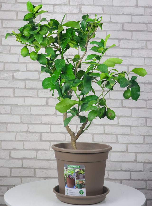 家里养什么花旺财又对身体好，家里插什么鲜花最旺财（7种“健康花”）