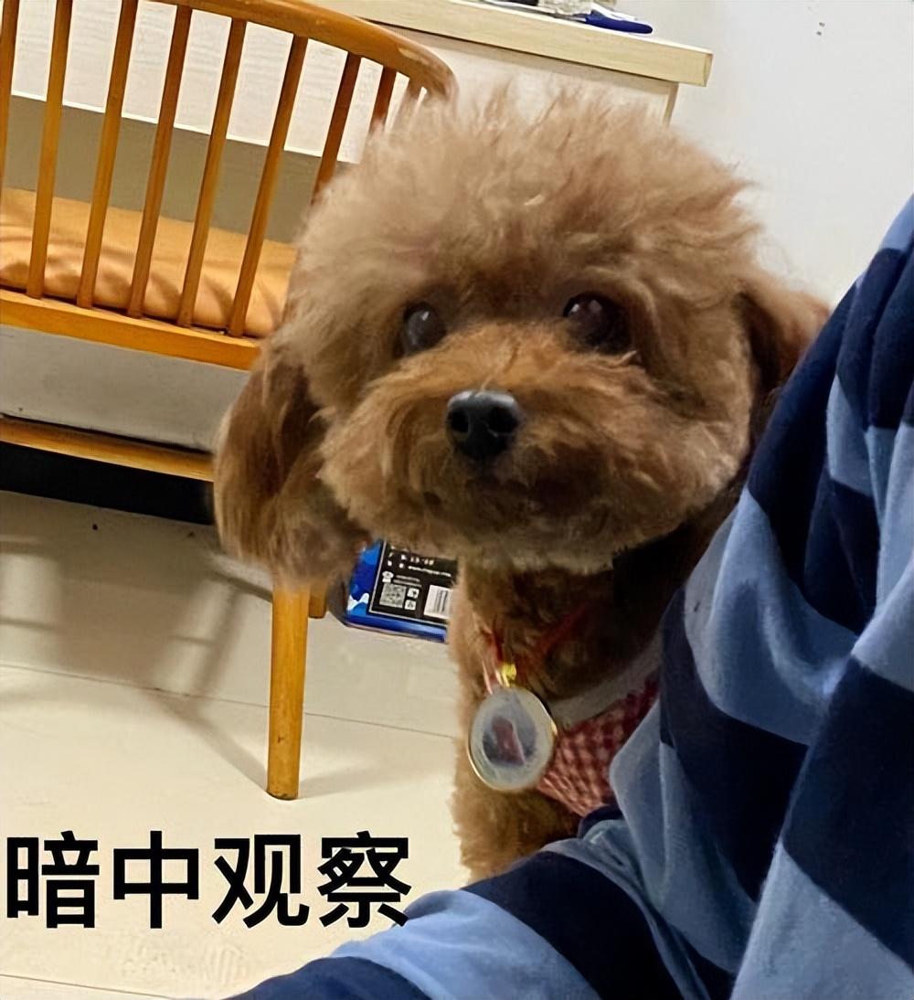 宠物狗品种大全十大适合家养的大型犬（如何挑选适合自己的宠物狗品种）