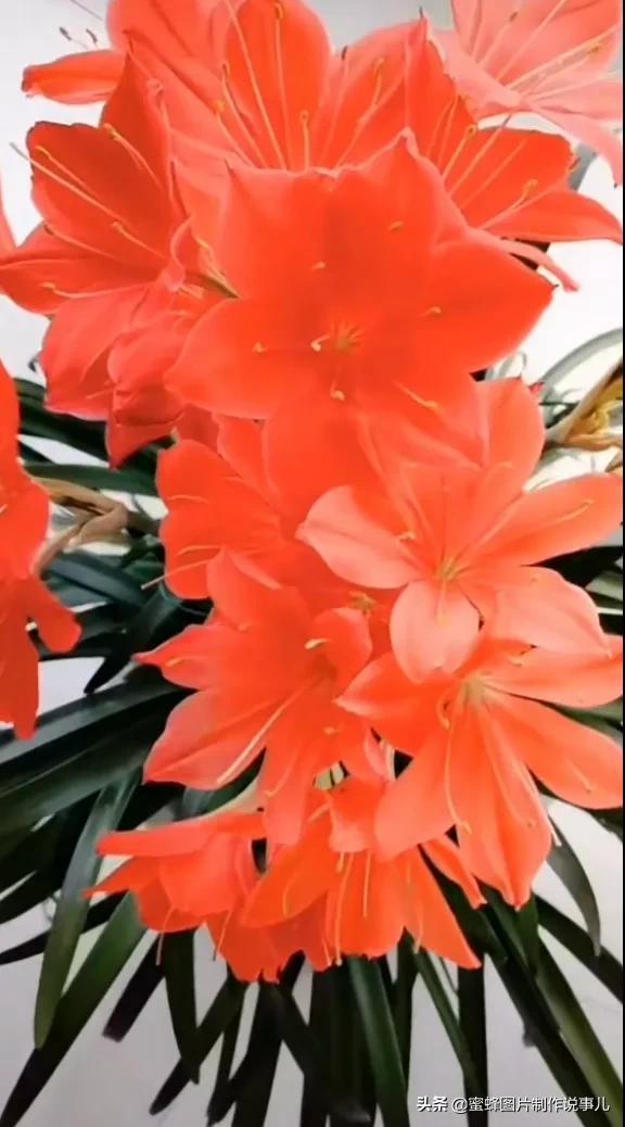 风景美图，风景美图壁纸（鲜花争艳，美景如画，过目不忘）