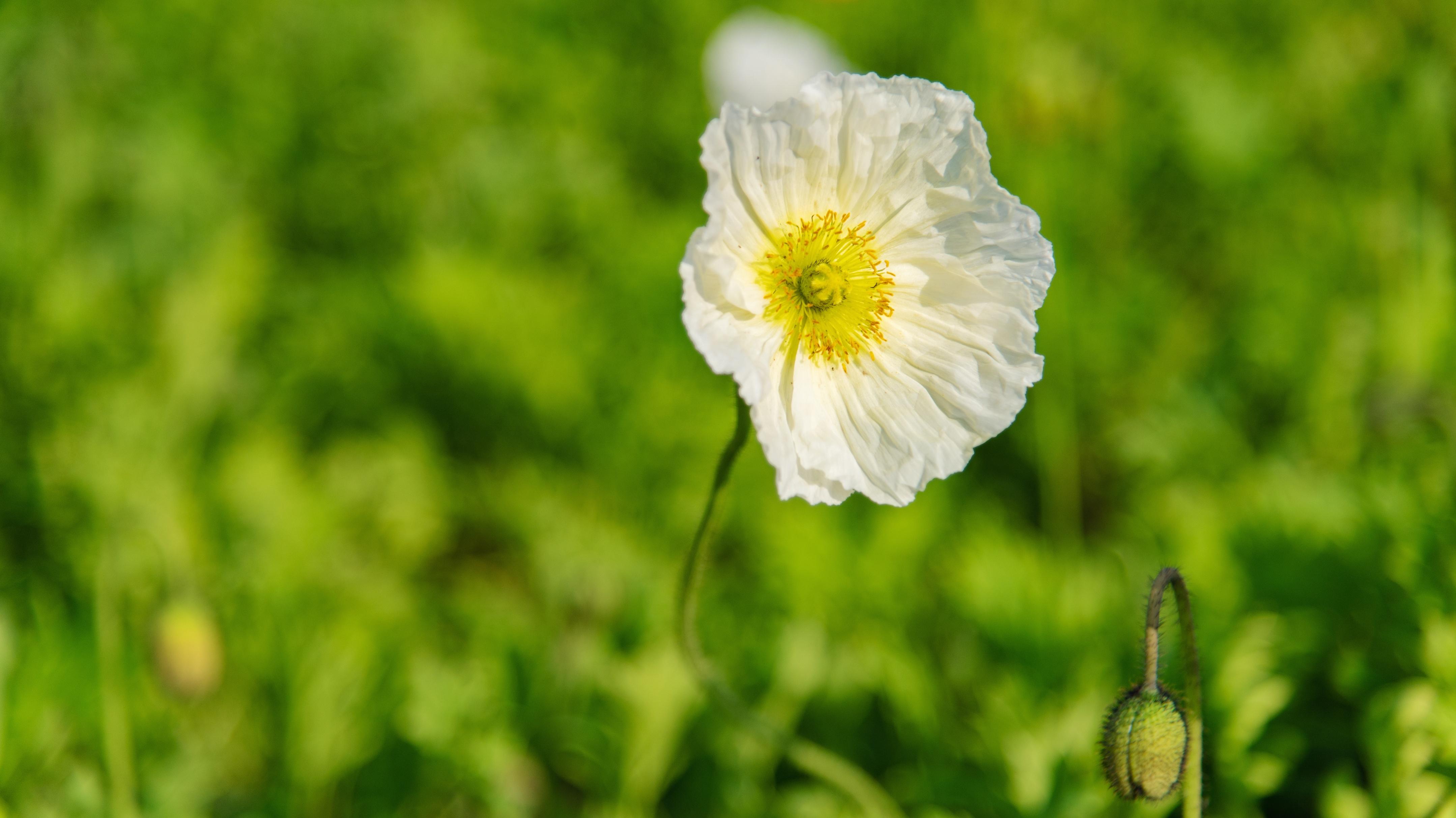 旗开得胜,马到成功,心想事成,郄诜丹桂,郄诜高第,杨穿三叶,月中折桂