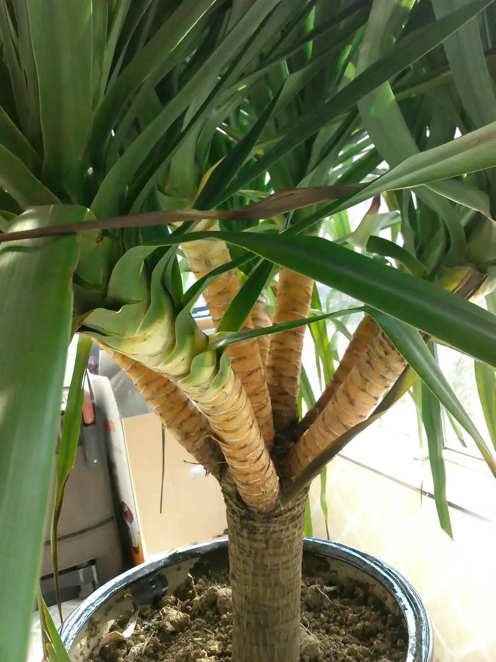 室内适合养殖的花卉植物(室内养"3种"绿植,叶子四季常绿,是净化空气