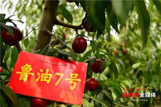 桃树苗新品种大全，今年桃树苗新品种（山农大育成4个早熟高甜桃新品种）