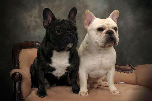 法国斗牛犬，国人最爱的“法国斗牛犬”（法国斗牛犬怎么训练大小便）